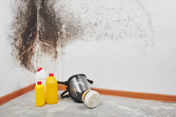 Best Commercial Mold Removal  in Epworth, IA