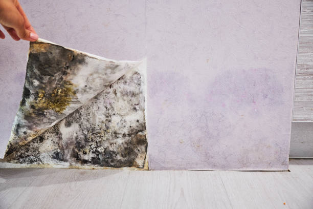 Best Fast Mold Removal  in Epworth, IA